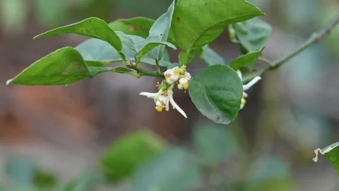 Lemon flower in the plant. Stock Footage 306282860