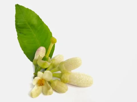 Lemon​ flower​s​ 스톡 사진