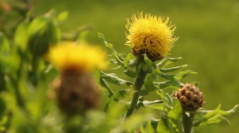 Lemon Fluff Stock Footage 35658525