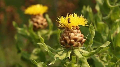 Lemon Fluff II Stock Footage 35658460