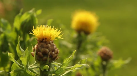 Lemon Fluff III Stock Footage 35658295