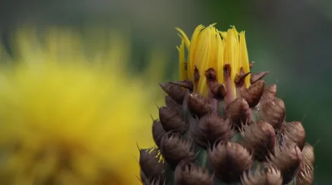 Lemon Fluff IV Stock Footage 35658147