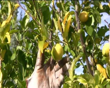 Lemon Stock Footage 601996