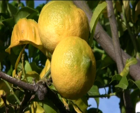 Lemon Video stock 602355