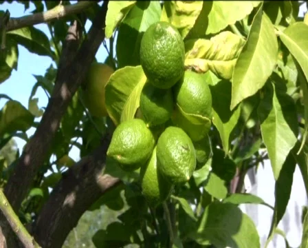 Lemon Stock Footage 602358