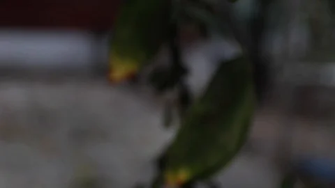 Lemon Stock Footage 126537335