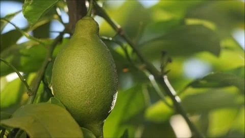 Lemon Stock Footage 134725880