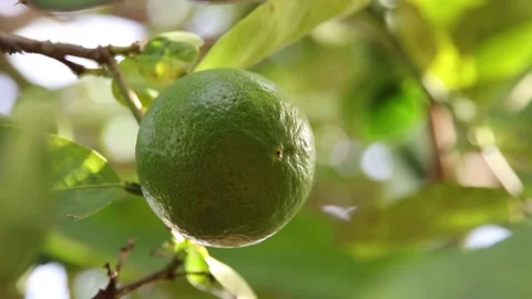 Lemon Stock Footage 200723229