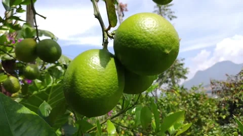 Lemon Stock Footage 308403187