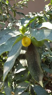 Lemon fruit on a branch Stock Photos
