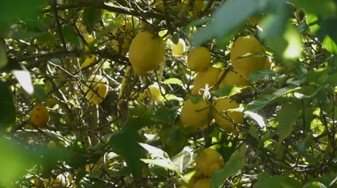 Lemon Fruit On Branches 스톡 동영상 5088959