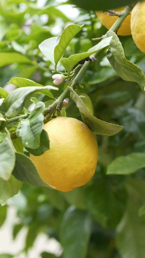 Lemon fruit Citrus limon on tree branches sway in wind symbolizing fresh produce Stock Footage 333114115