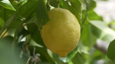 Lemon fruit close up used as natural ingredient reference for skincare and Stock Footage 332873636