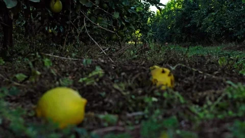 Lemon fruit fell under tree in citrus orchard Stock Footage 276486203