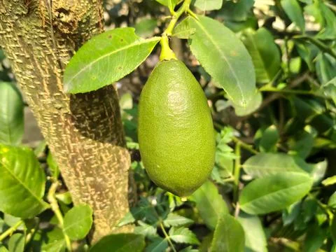 Lemon fruit in the ground Stock Photos