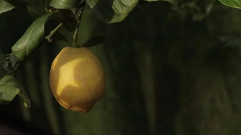 Lemon Fruit Hanging on Branch with Subtle Movement Stock Footage 331925906