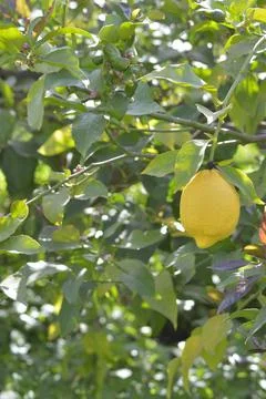 Lemon fruit hanging in a lemon tree in a plantation Stock Photos