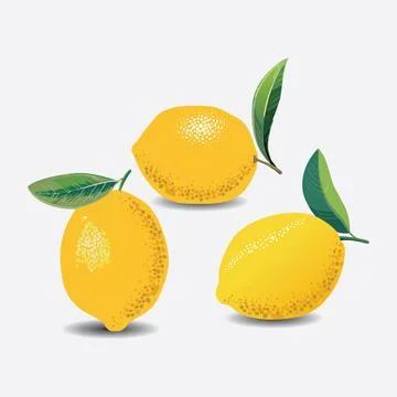 Lemon fruit illustration isolated EPS Vector Stock Illustration