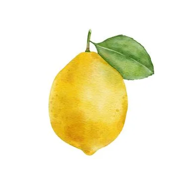 Lemon fruit with leaf. Hand draw watercolor illustration isolated on white. Stock Illustration
