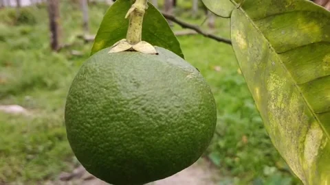 Lemon fruit leaves and ant run video 스톡 동영상 153239509