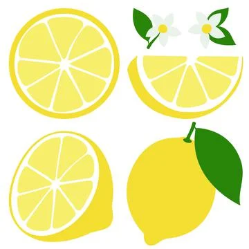 Lemon fruit, lemon flowers and leaves. Vector illustration. Stock Illustration