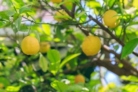 Lemon fruit on the lemon tree branch Stock Photos