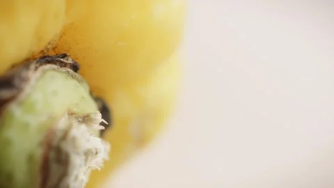 Lemon fruit macro close up rotating camera motion stock footage Stock-Footage 328626150