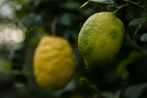 Lemon fruit Stock Photos