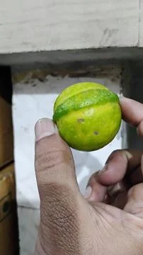Lemon is a fruit produced by nature itself. Stock Photos