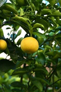 Lemon fruit on a tree branch macro stock photo Фото