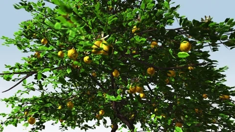Lemon Fruit Tree Close-up Stock Footage 308712374