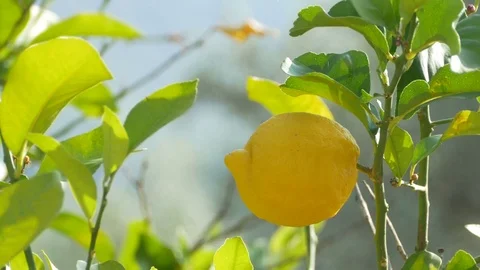 Lemon Fruit on Tree Stock Footage 77358599