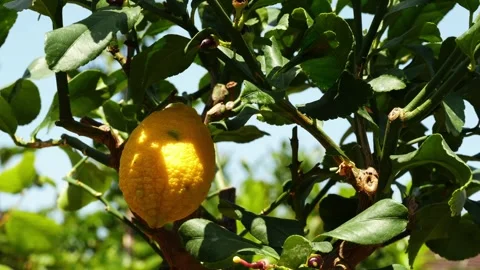 Lemon fruit tree in garden medium shot Stock Footage 246674750