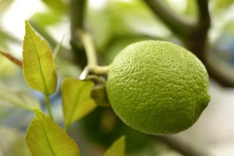 Lemon fruit in the tree Stock-Fotos