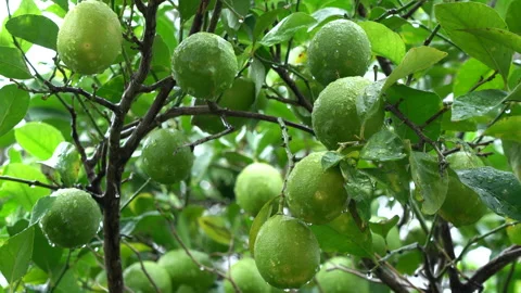 Lemon fruit on a tree in the rain Video stock 141636155
