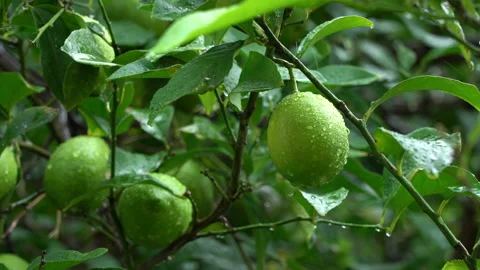 Lemon fruit on a tree in the rain Video stock 141636242