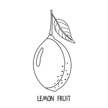 Lemon fruit vector black white Linear Sketch isolated. Fresh sour Citrus fruit Stock Illustration