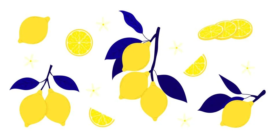 Lemon fruit vector set with yellow lemons on branches with dark blue leaves.. Stock Illustration