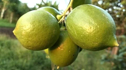 Lemon fruit video, full color. Stock Footage 242346099
