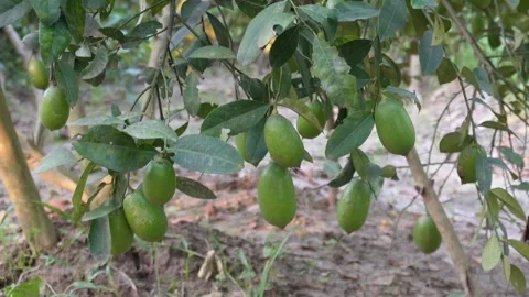 Lemon fruits Stock Footage 346725804