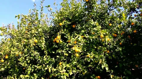 Lemon garden 1 Stock Footage 47230765