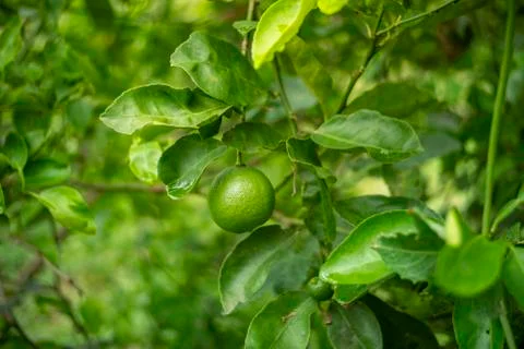 Lemon in the garden Stock Photos