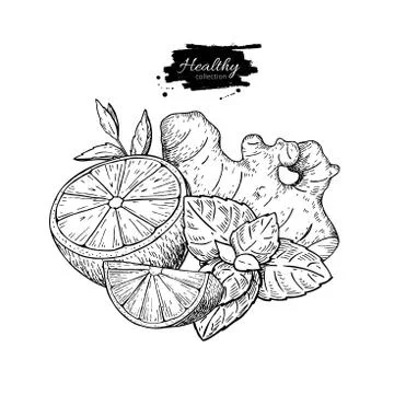 Lemon, ginger and mint vector drawing. Root, hearb leaf and frui Stock Illustration