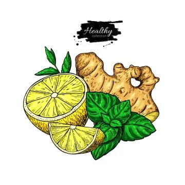 Lemon, ginger and mint vector drawing. Root, hearb leaf and fruit slice sketch. Stock Illustration