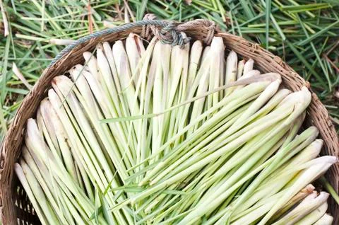 Lemon grass in backet Stock Illustration