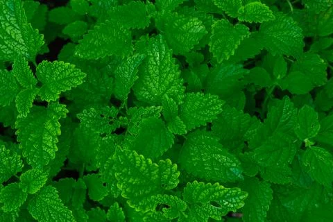 Lemon Grass, Green nature Vegetable Herb Background Stock Photos