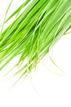 Lemon grass leaf Stock Photos