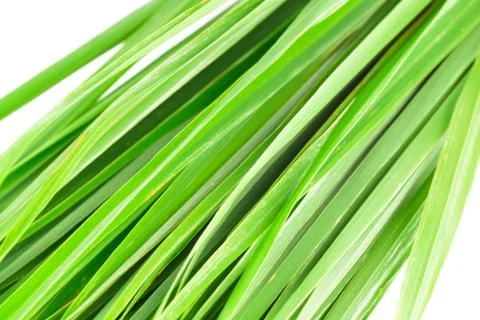 Lemon grass leaf Stock Photos