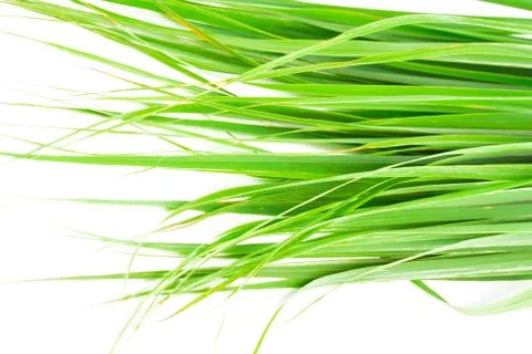 Lemon grass leaf Stock Photos