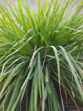 Lemon grass Stock Photos